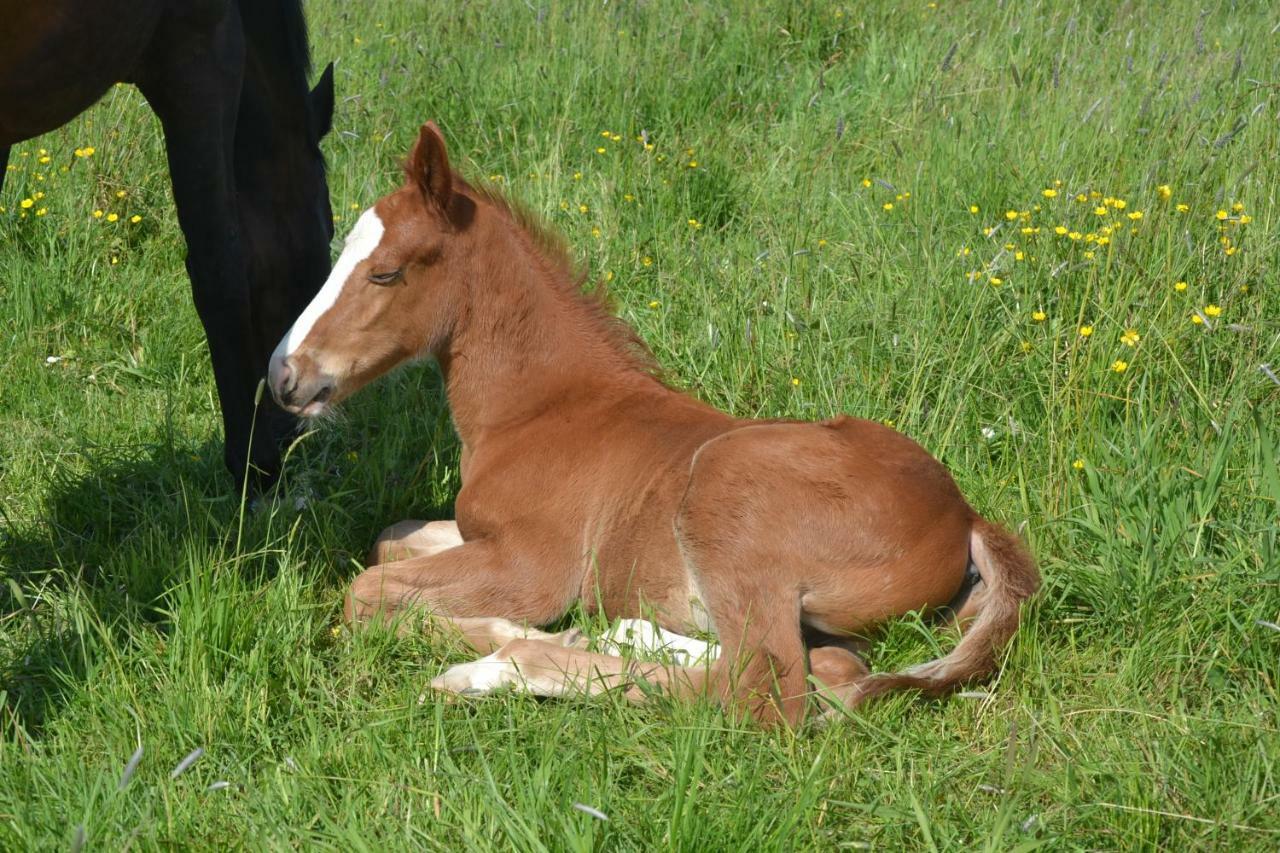Gite Au Haras Les Aubiers Экстерьер фото